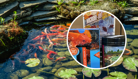 pond and fish supplies